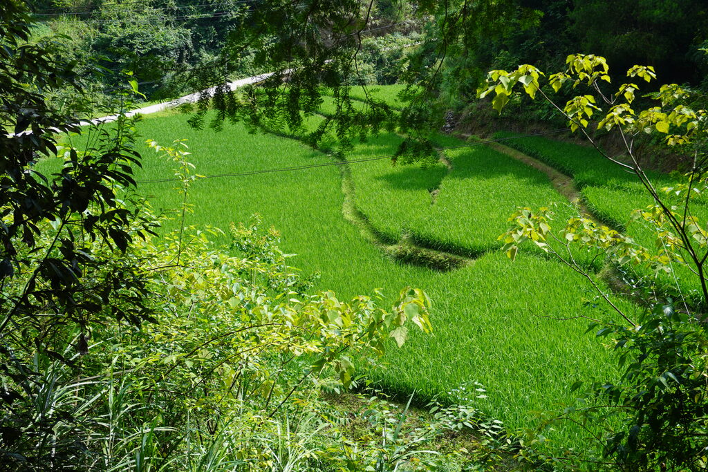 何家岩村水稻风光。张悦 摄
