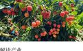 荔枝60一斤卖给迪拜土豪：中国水果，完成了一次痛苦蜕变