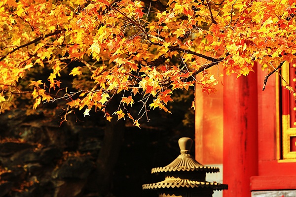 北京香山枫叶