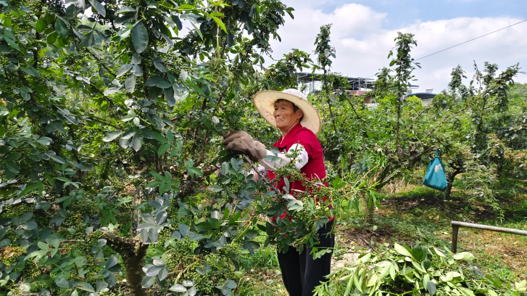 丰收季，椒农正在采收花椒 重庆市江津区知识产权局供图
