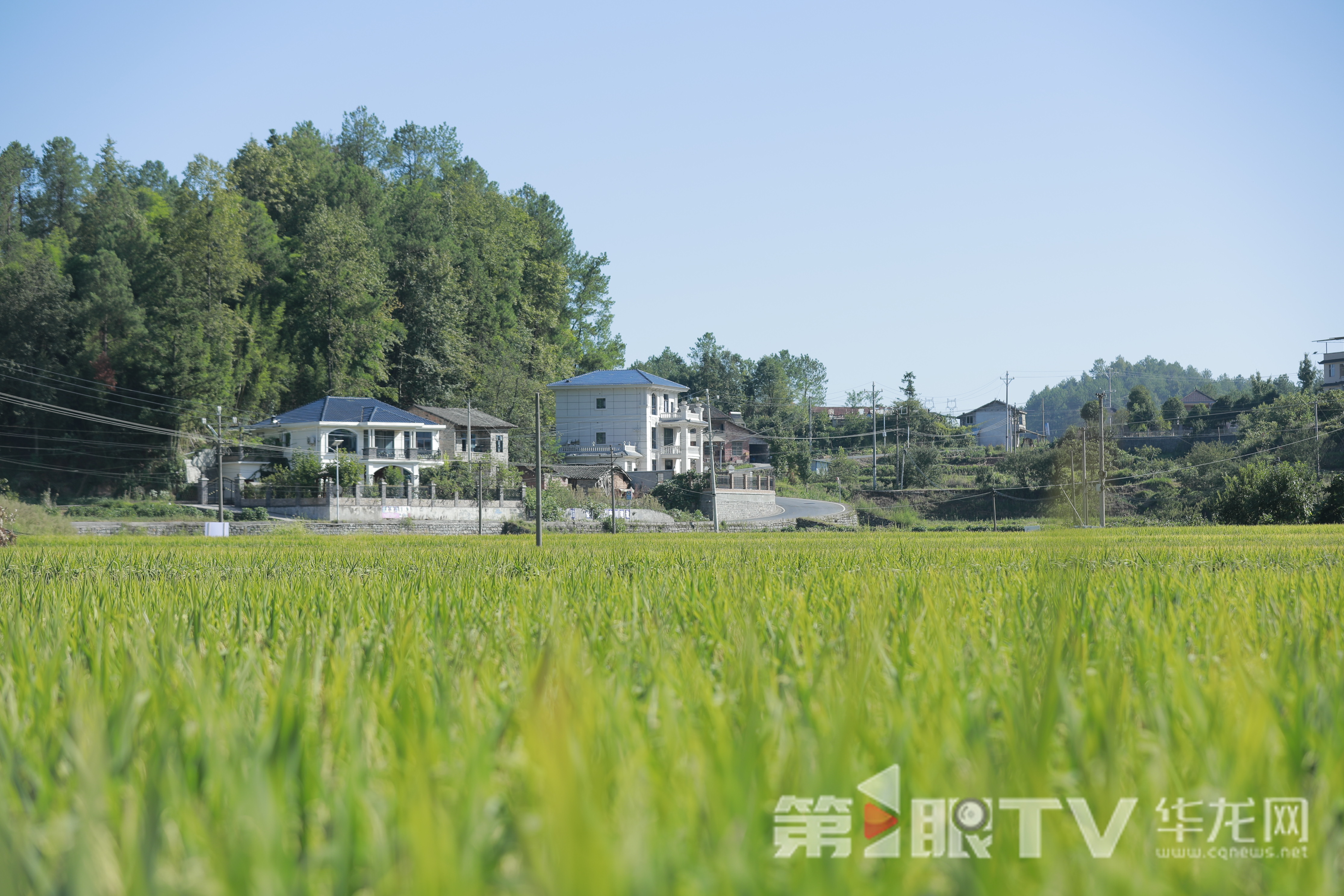 水稻“防病虫、提单产”试验示范与集成项目(南川试验示范区)。第1眼TV-华龙网记者 陈洋 摄