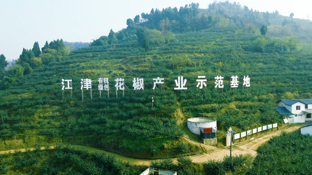 江津花椒种植基地。重庆市林业局供图