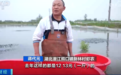 小龙虾价格腰斩,上市初期一个市场日销1万斤,如今每天卖10万斤