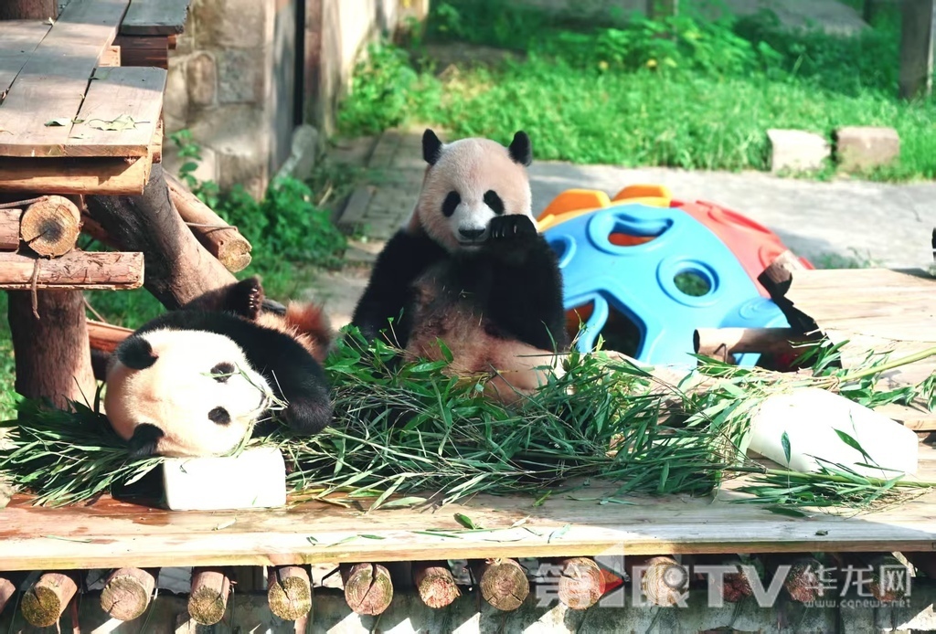 面对高温天气，重庆动物园为大熊猫专门准备了解暑冰块。 第1眼TV-华龙网记者 刘润 摄
