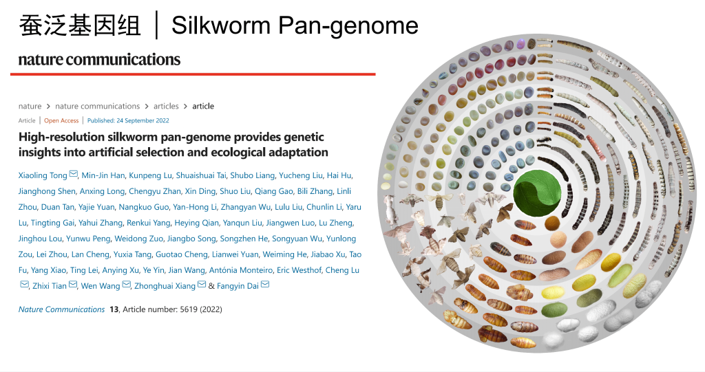 西南大学家蚕基因组生物学国家重点实验室发布全球首张家蚕超级泛基因组图谱。受访者供图