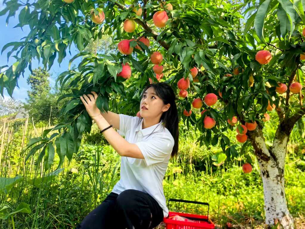 重庆师范大学“三春学子”推普助力乡村振兴实践服务团走进石柱土家族自治县中益乡华溪村脆桃基地。受访单位供图