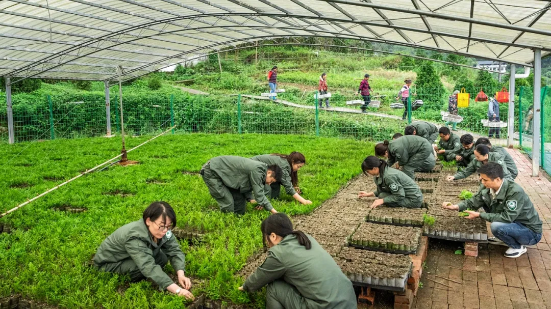 崖柏繁育基地。重庆市林业局供图