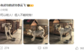 比亚迪李云飞连发两条微博:狗可以咬人但人不能咬狗