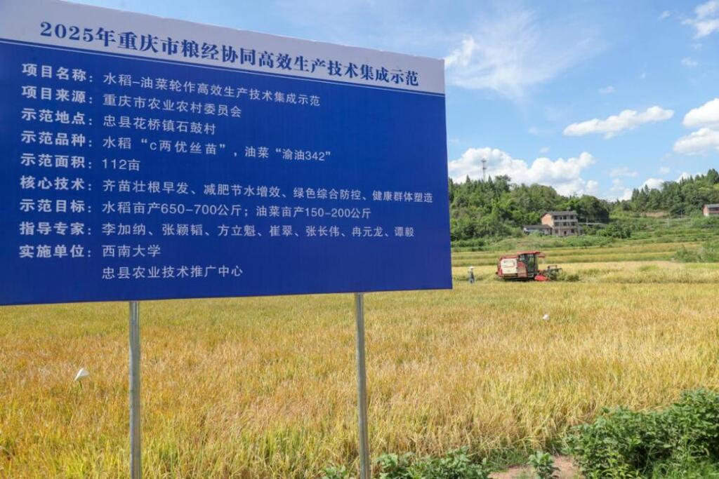 “稻油轮作高效生产技术集成示范”基地。受访者供图。