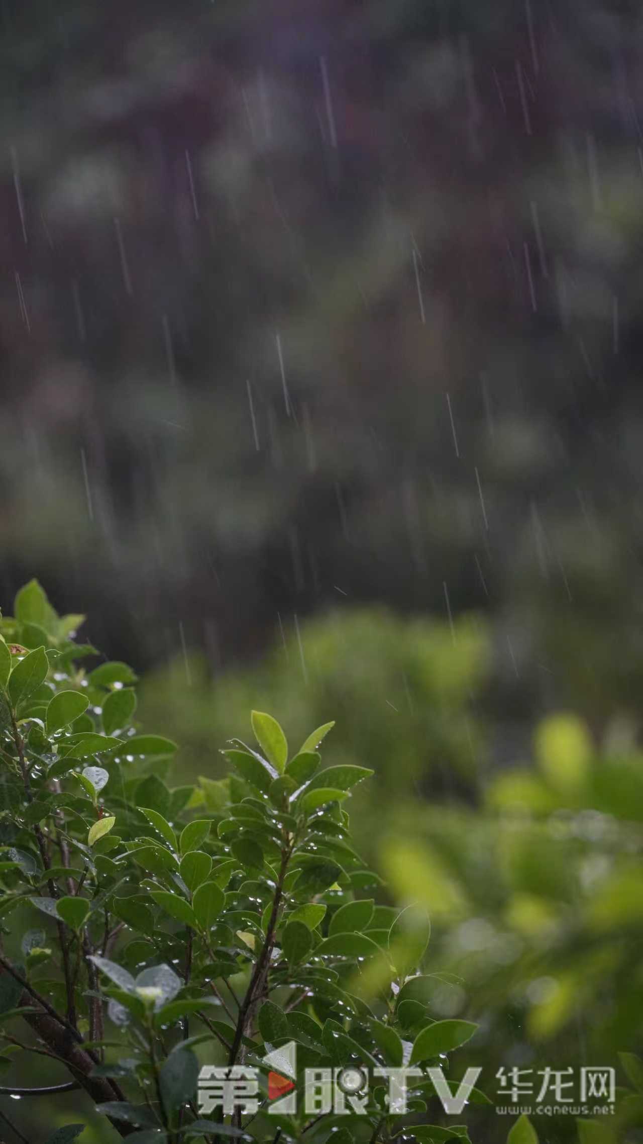 今日重庆中心城区有降雨。第1眼TV-华龙网记者 陈毅 摄
