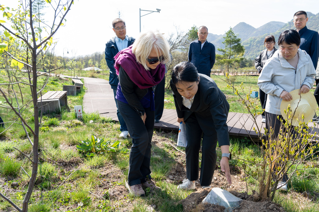 白雅婷女士考察重庆巫溪红池坝国家森林公园-裸地营造雪松-鸡爪槭-红桦景观针阔混交林示范点。重庆市林业局供图