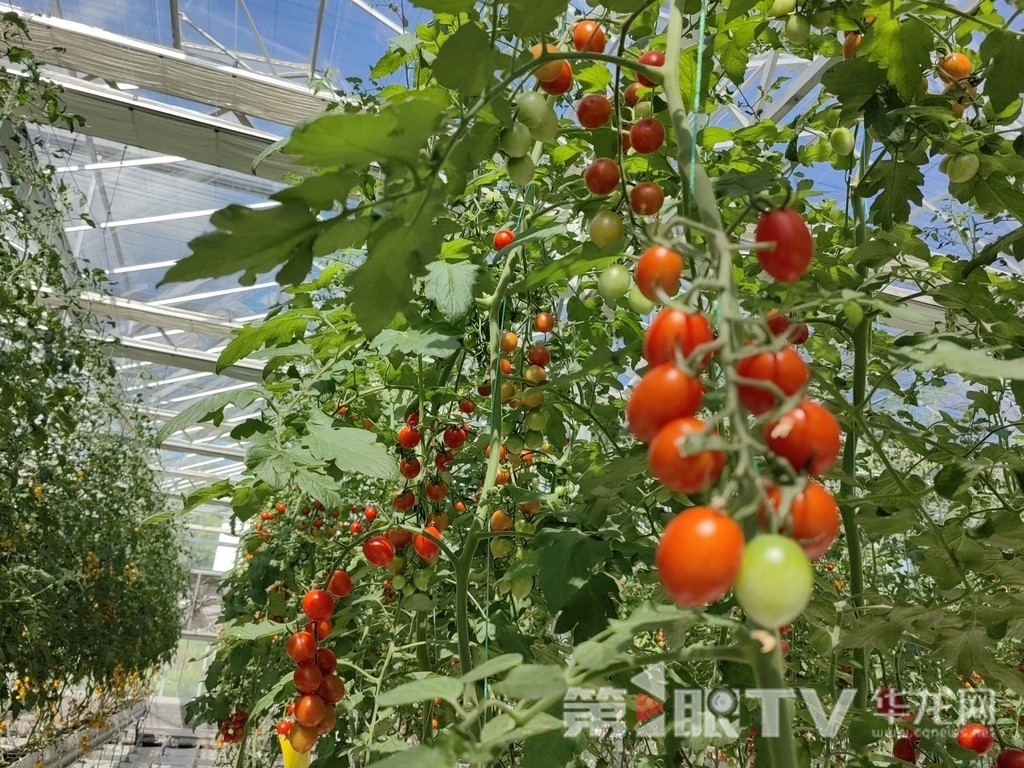 蔬菜大棚中的番茄。第1眼TV-华龙网首席记者 冯珊 摄