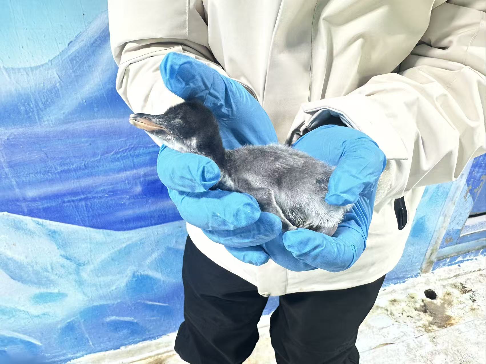 成功孵化的企鹅宝宝。重庆欢乐海底世界供图