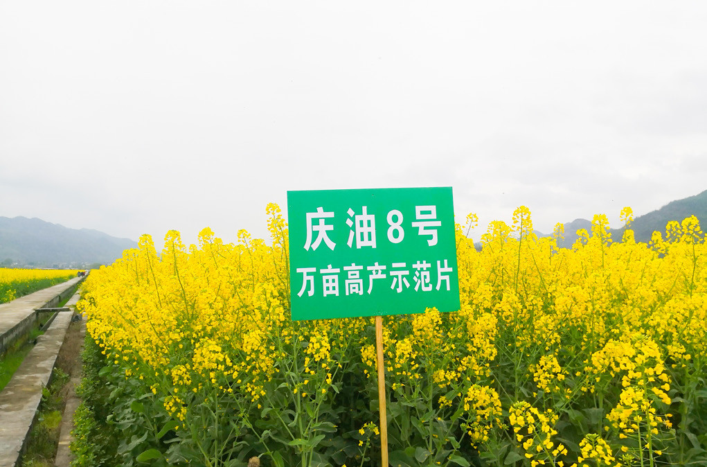 庆油8号。市农科院供图