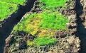 “兰陵大草原”遭车碾压破坏？当地：水库水位下降露出的野草，对生态影响较小