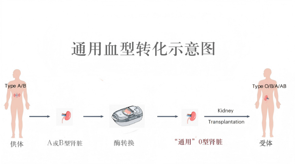 通用血型转化示意图。 重医附二院供图