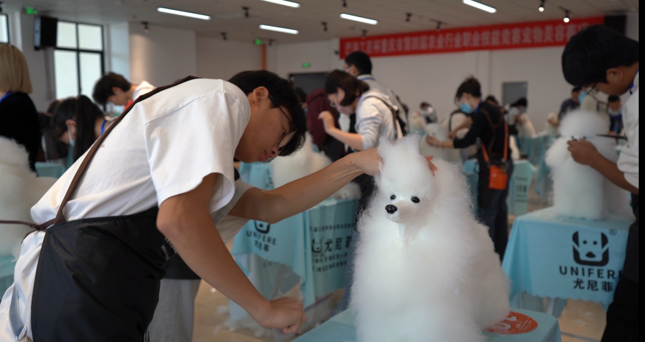 宠物美容赛项现场。受访者供图