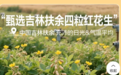 花生上树，你敢吃吗？