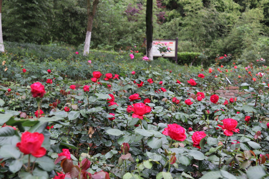 月季花进入盛放期。重庆园博园供图2