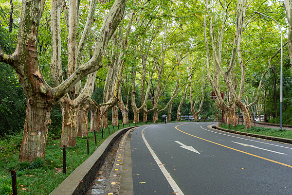 南京梧桐大道