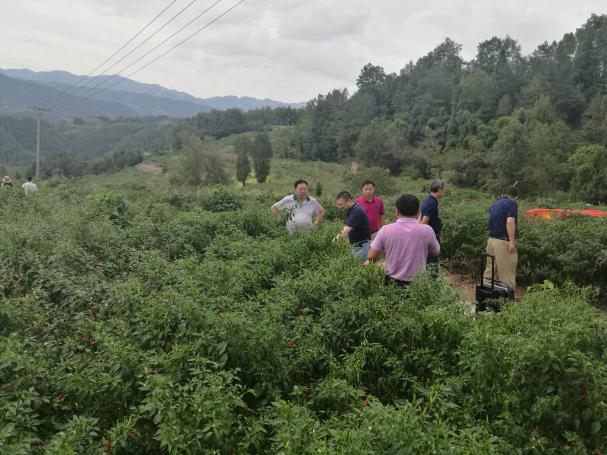 企业特派员团现场调研花椒种植和包装技术需求。重庆市科技局供图