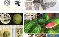 为什么我们的祖先，要去种一种又苦又白的“西瓜”？
